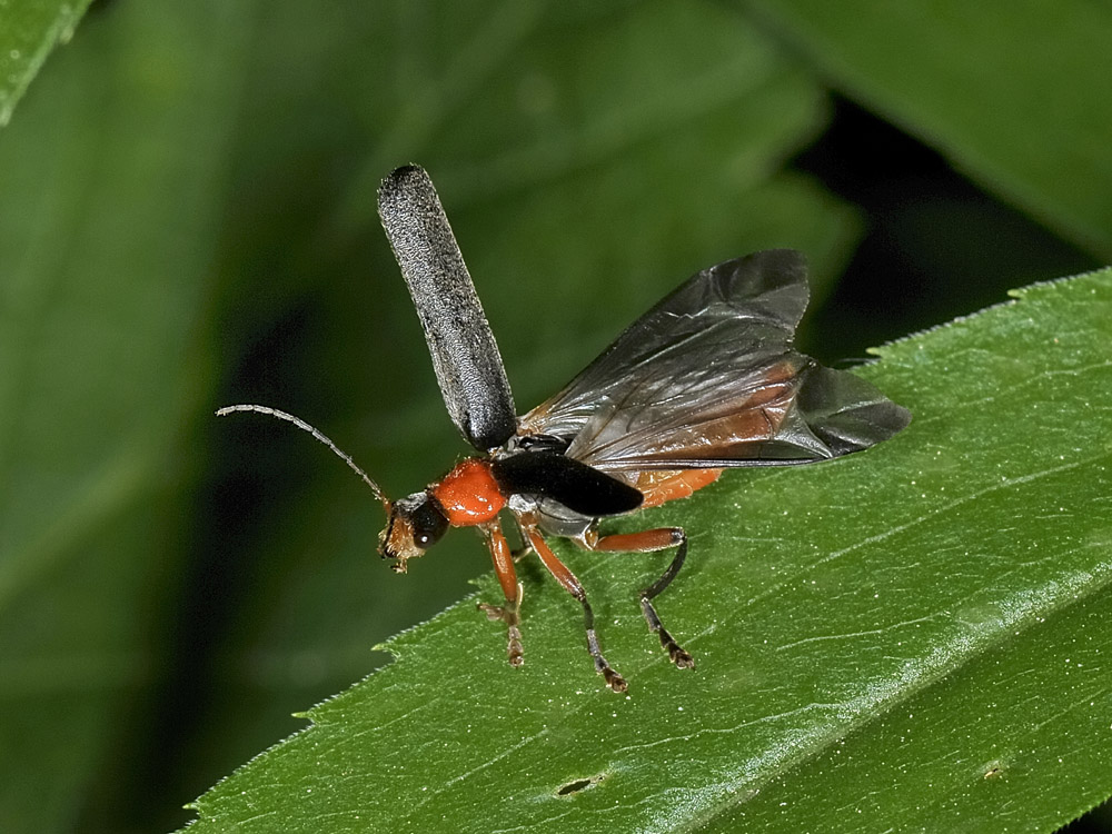 Fasi di volo di Cantharis pellucida